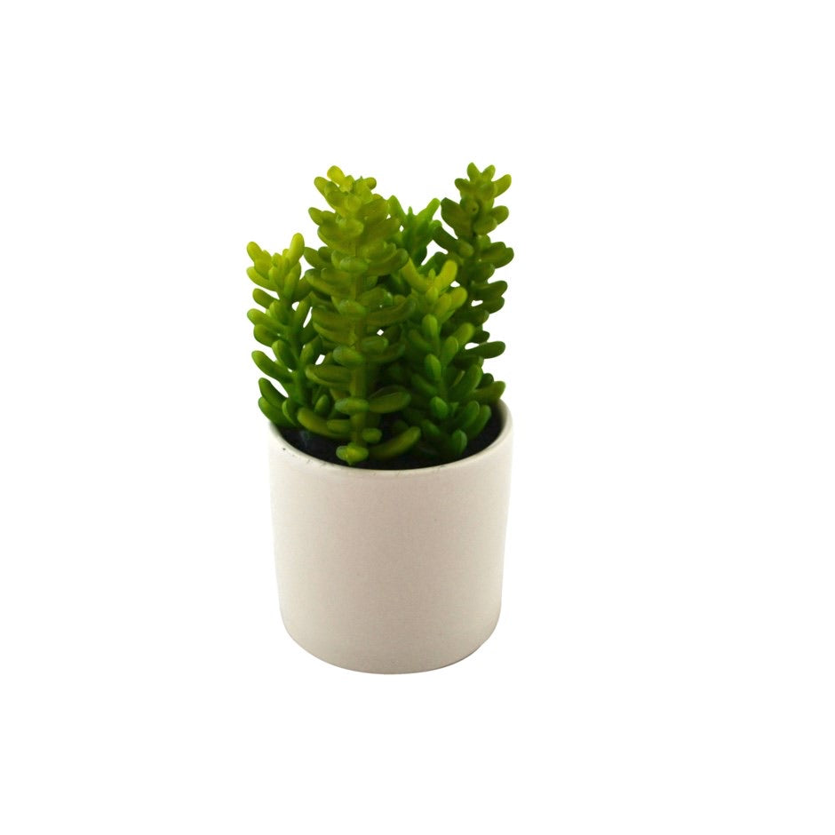 White Pot Succulent