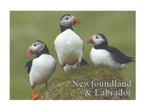 Puffin Magnet - 2 Styles