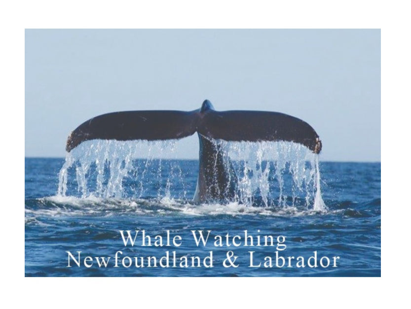 Whale Magnet