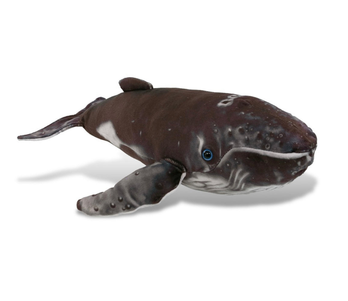 Humpback Whale