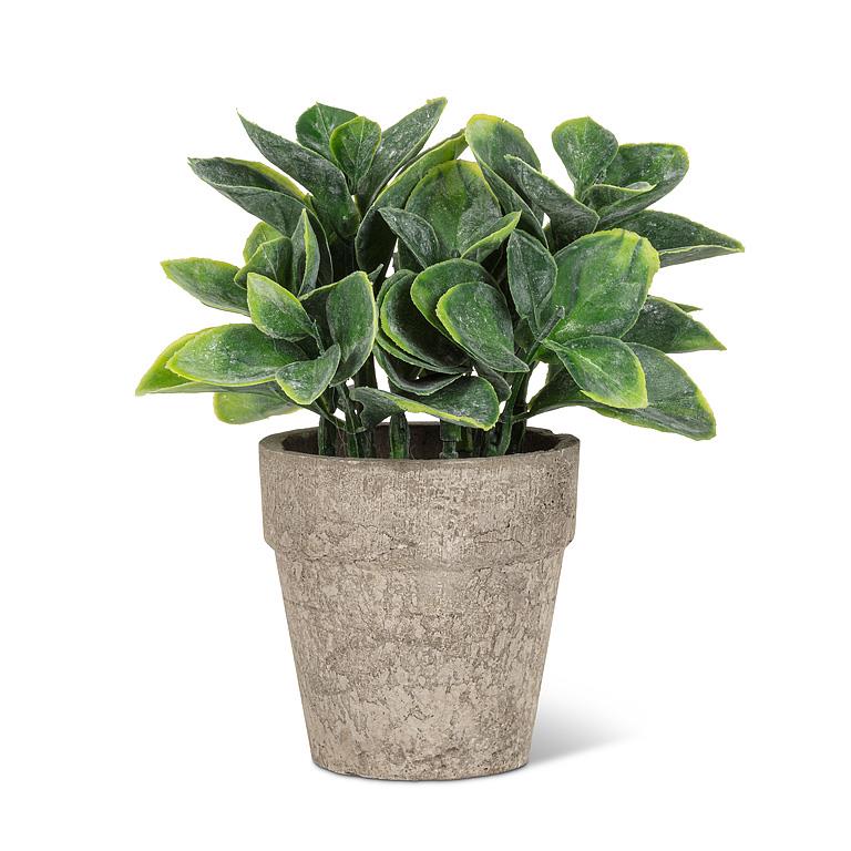 Spade Leaf Potted Plant