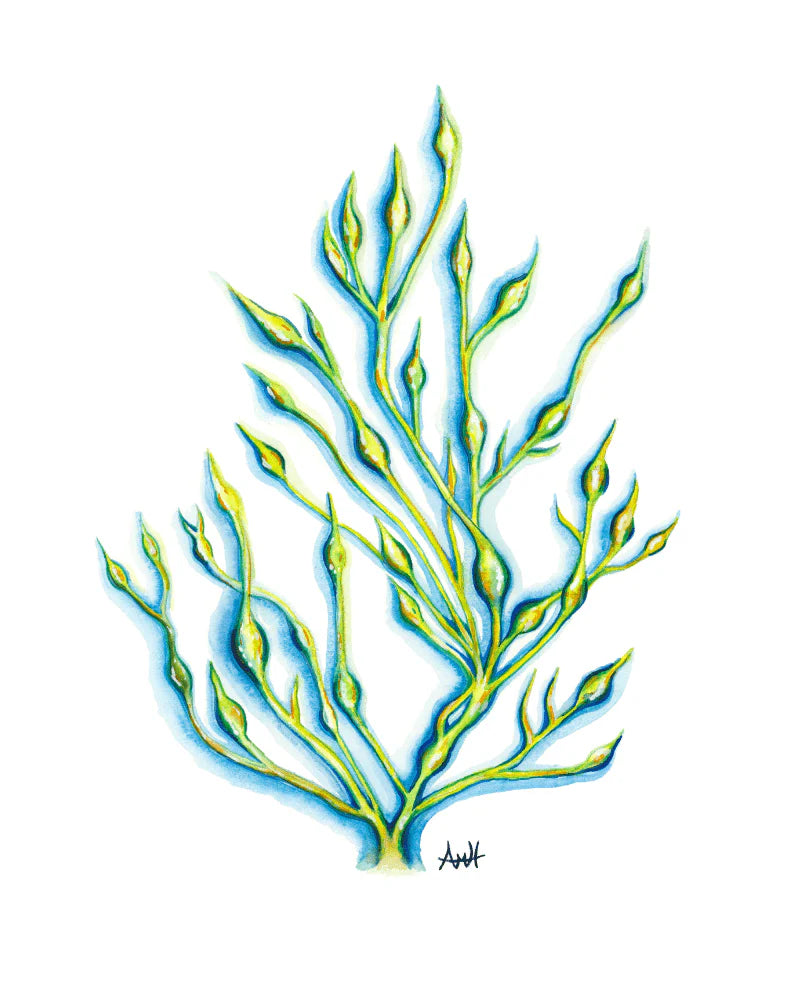 Rockweed Haze Print