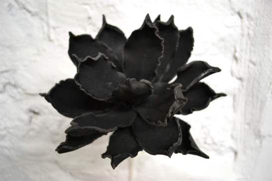 Black Magnolia