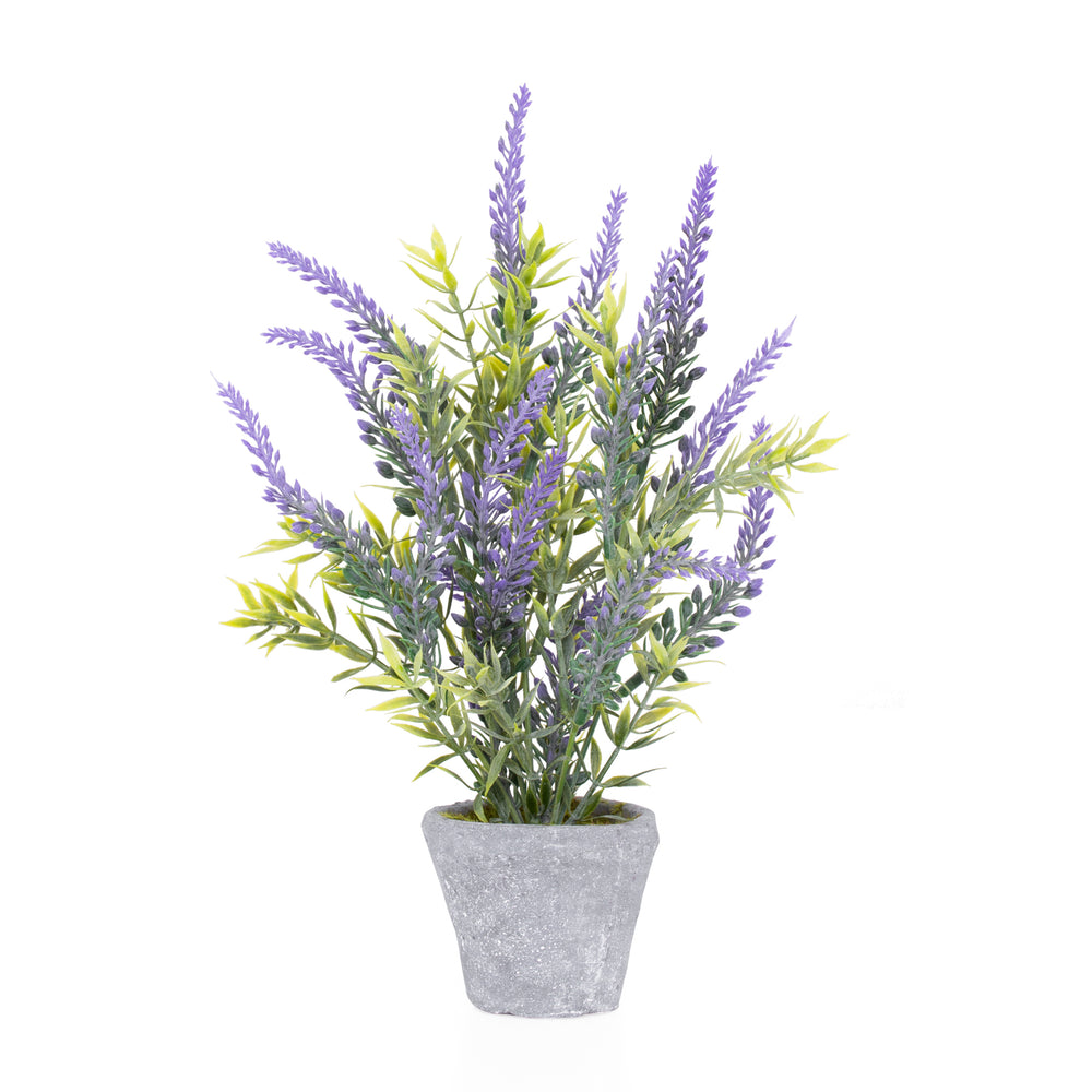 Provence Potted Lavender